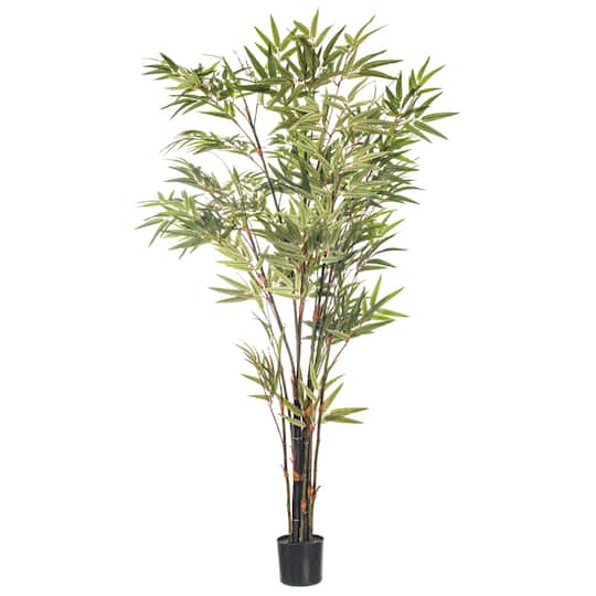 5ft. Potted Black Japanese Bamboo Tree
